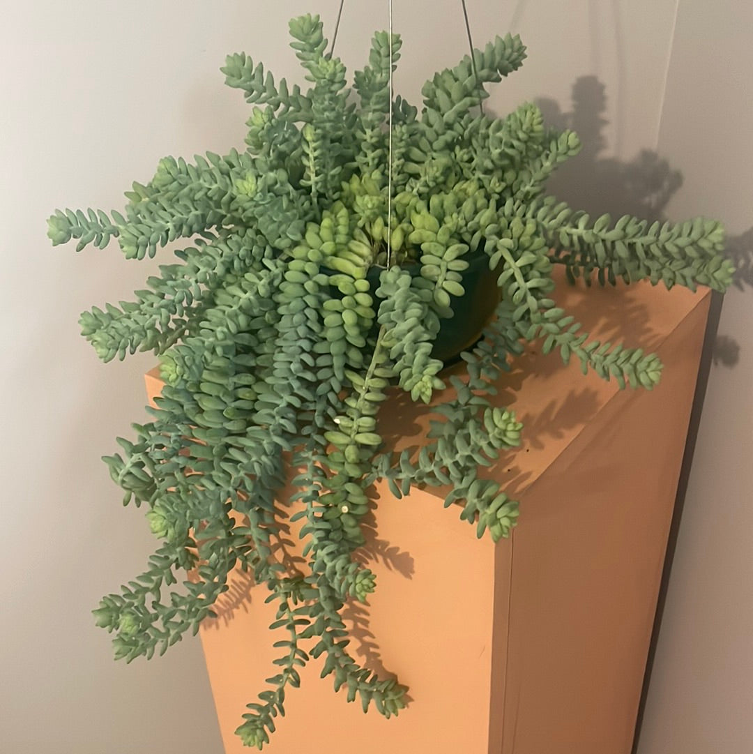 Burro's Tail