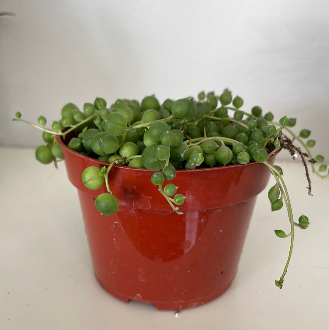 String of Pearls