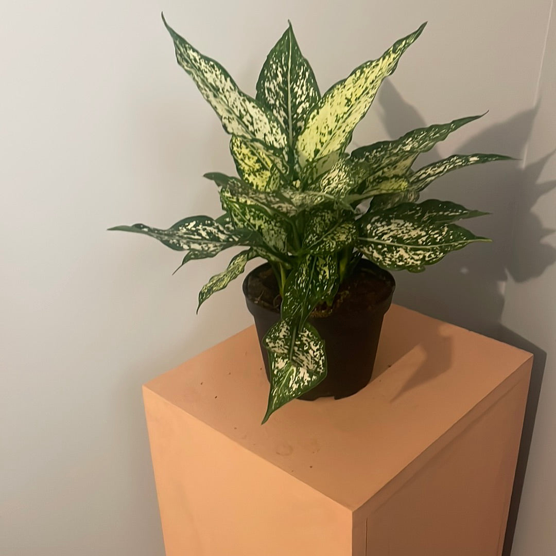 Aglonema Spring Snow