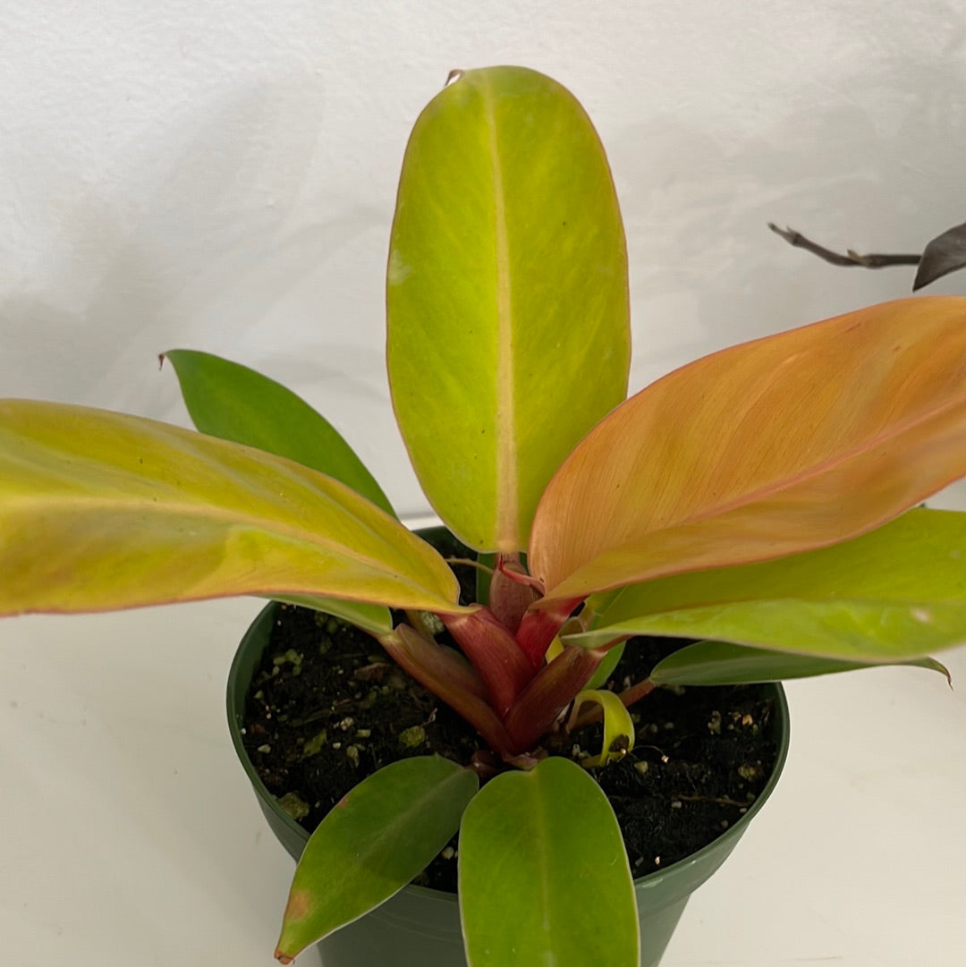 Prince of Orange Philodendron