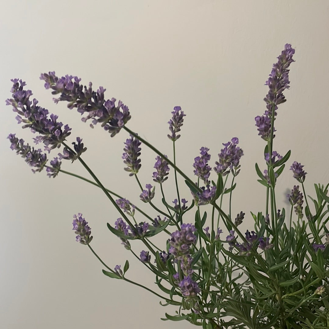 Lavender