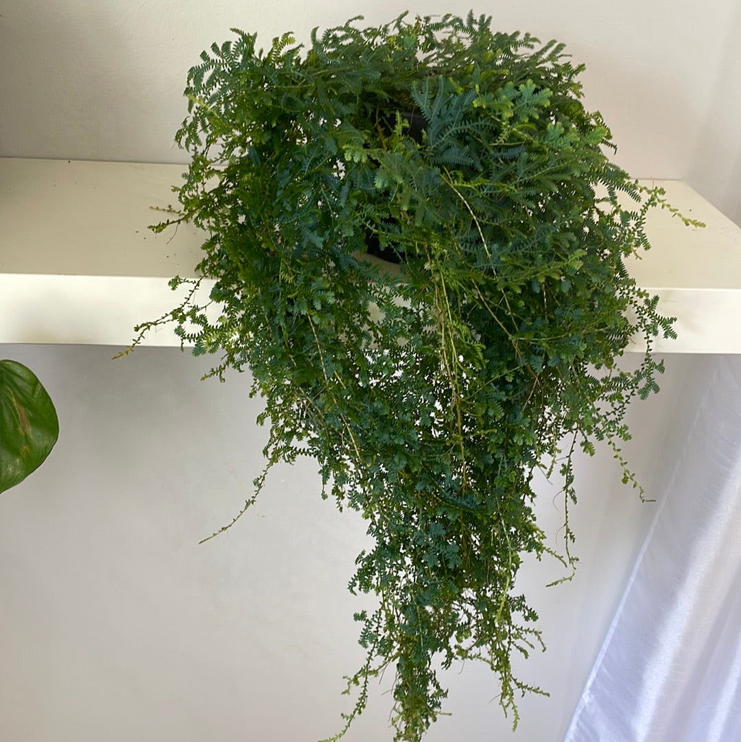 Mermaid Fern