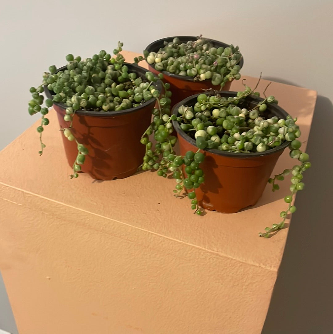 Variegated String of Pearls