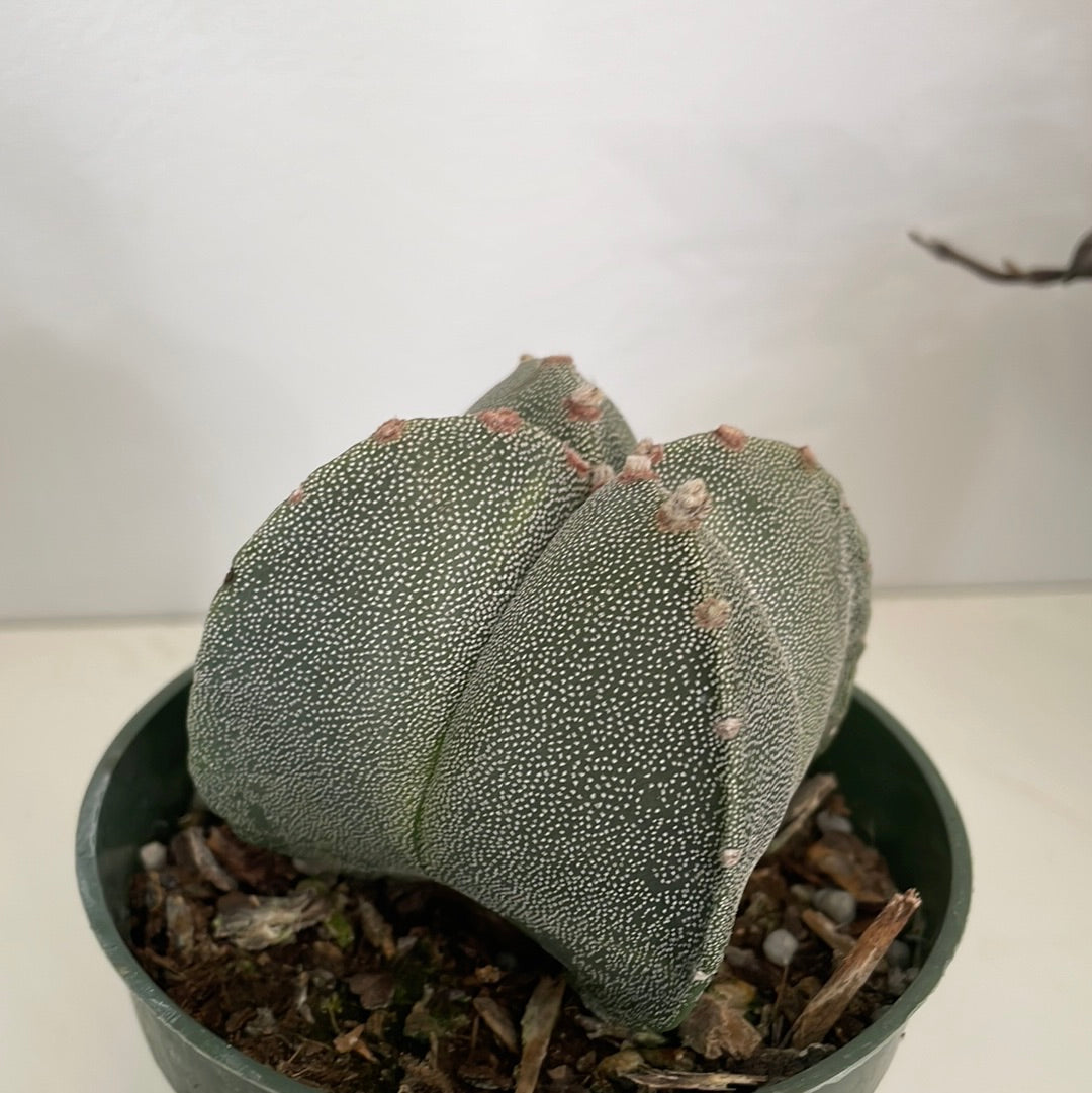 Astrophytum Myriostigma Cactus