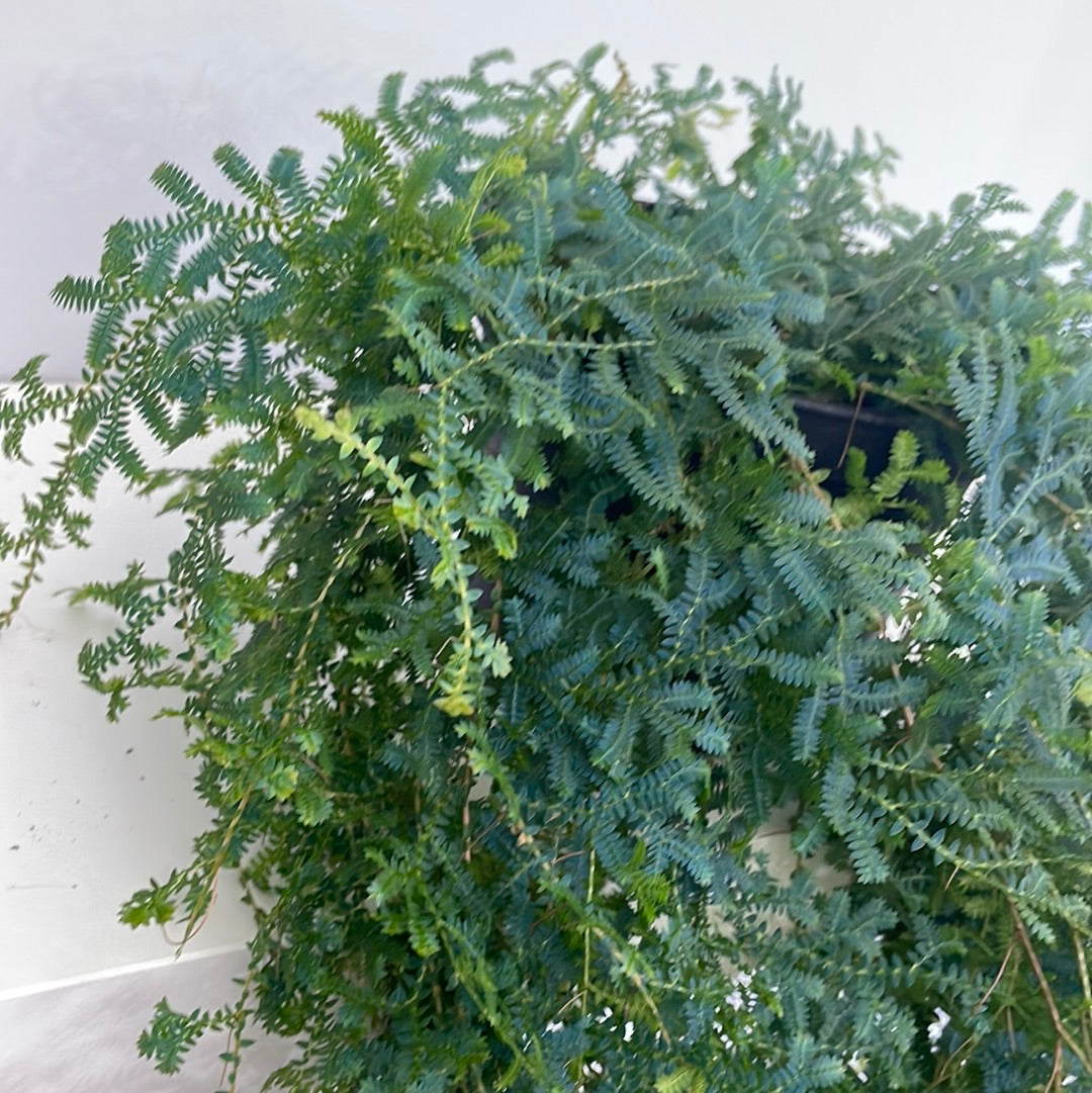 Mermaid Fern