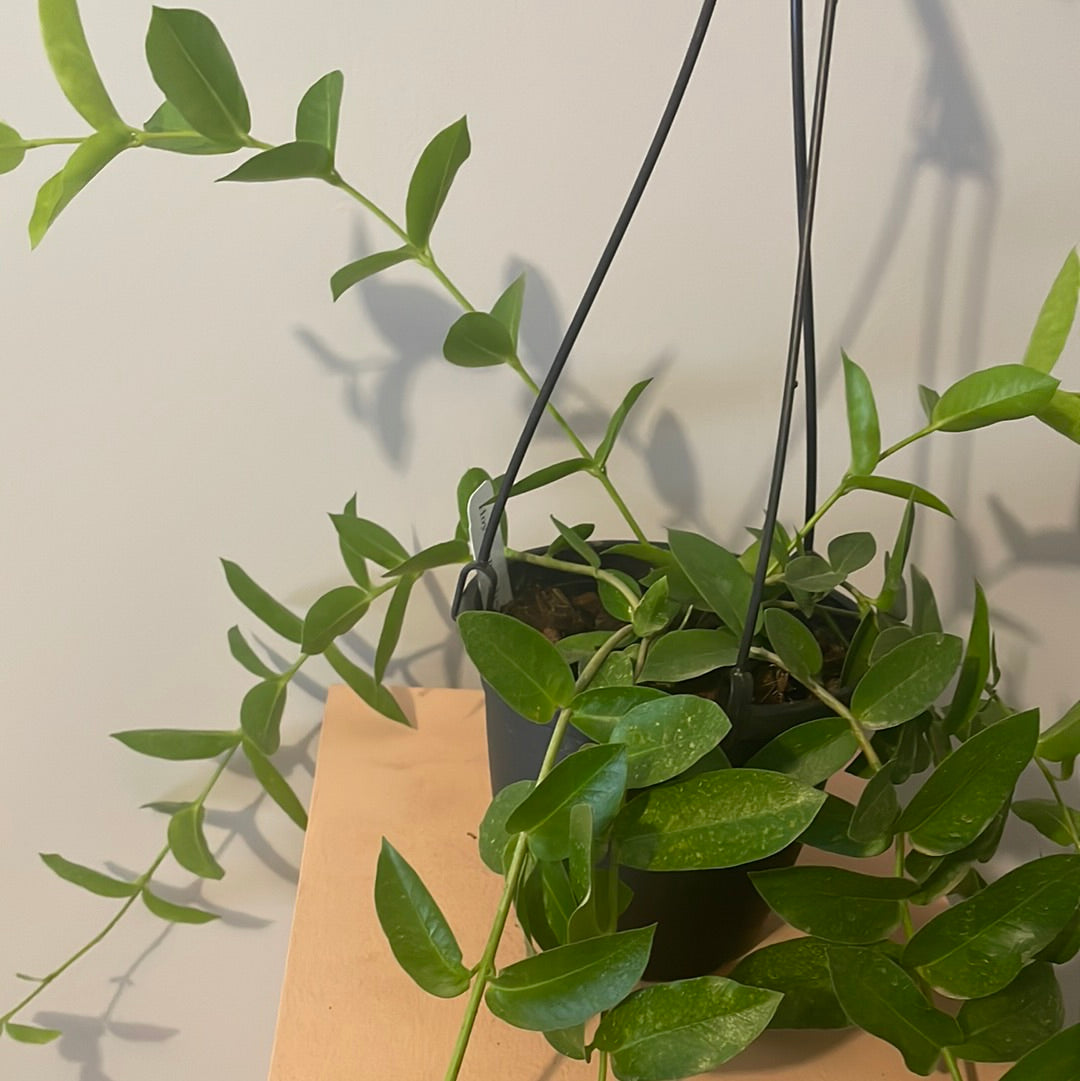 Hoya Densifolia