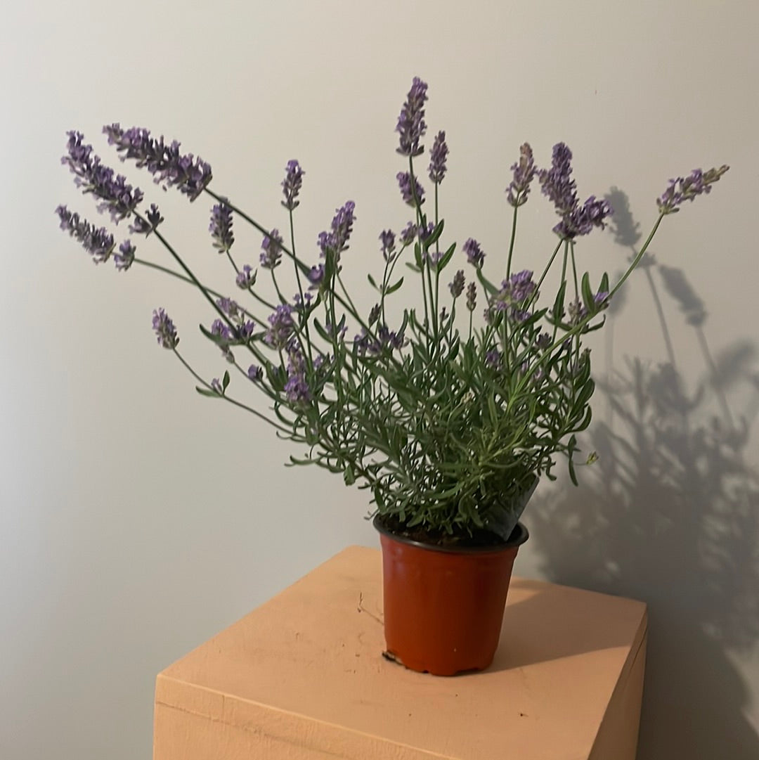 Lavender