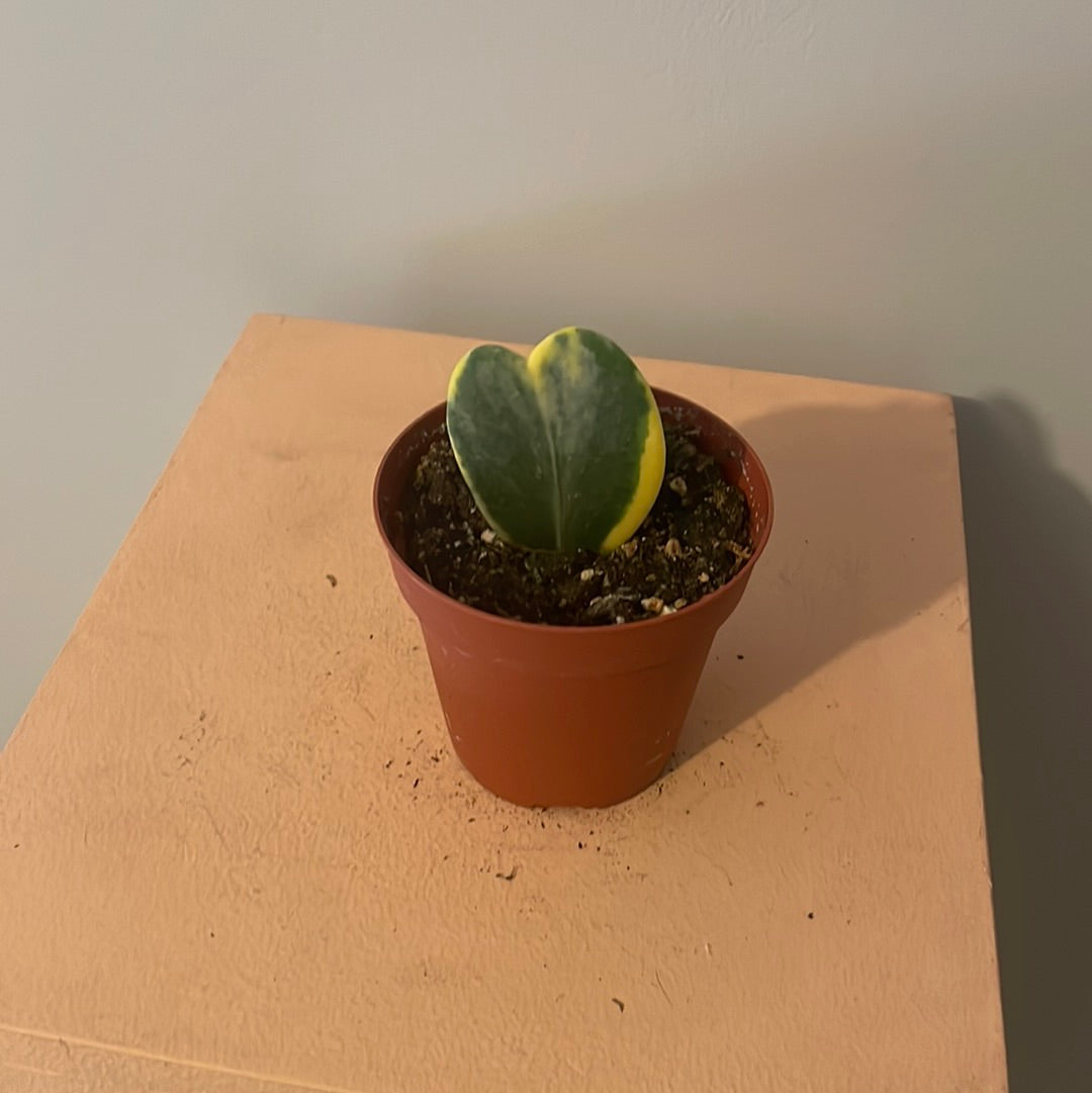 Variegated Hoya Kerri (Sweetheart)