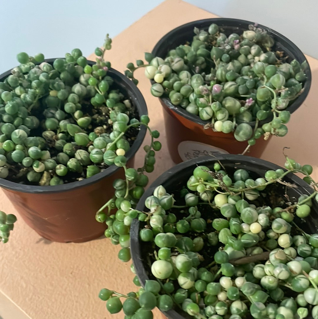 Variegated String of Pearls