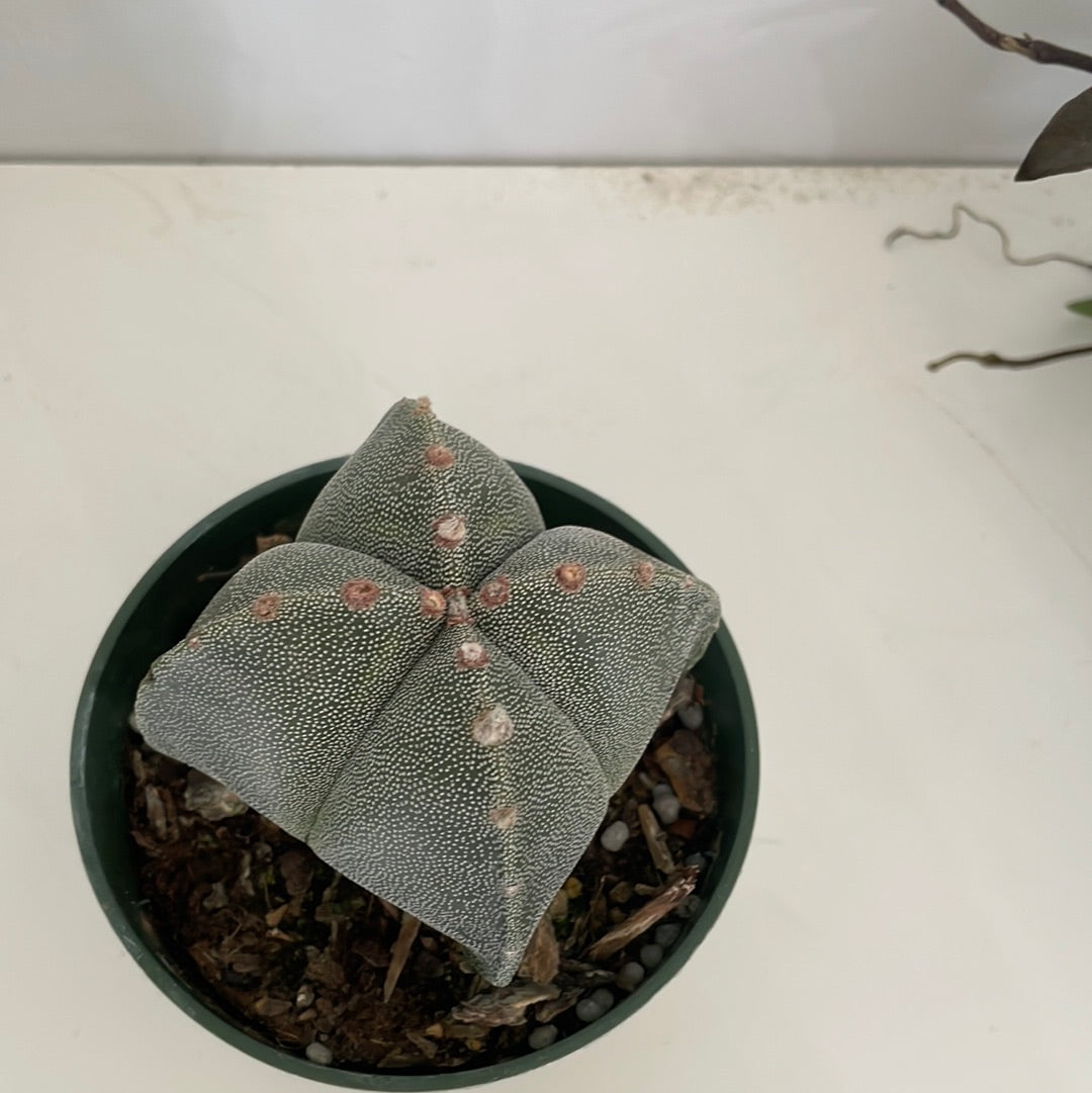 Astrophytum Myriostigma Cactus