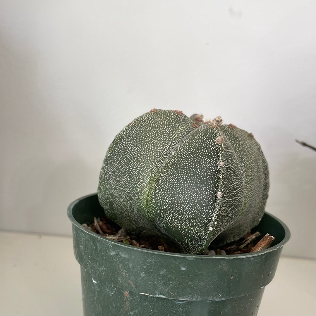 Astrophytum Myriostigma Cactus