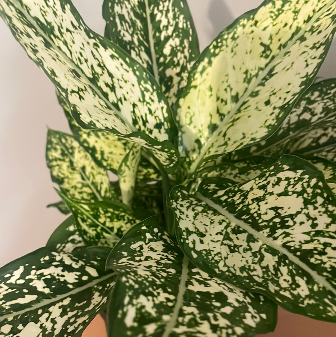Aglonema Spring Snow