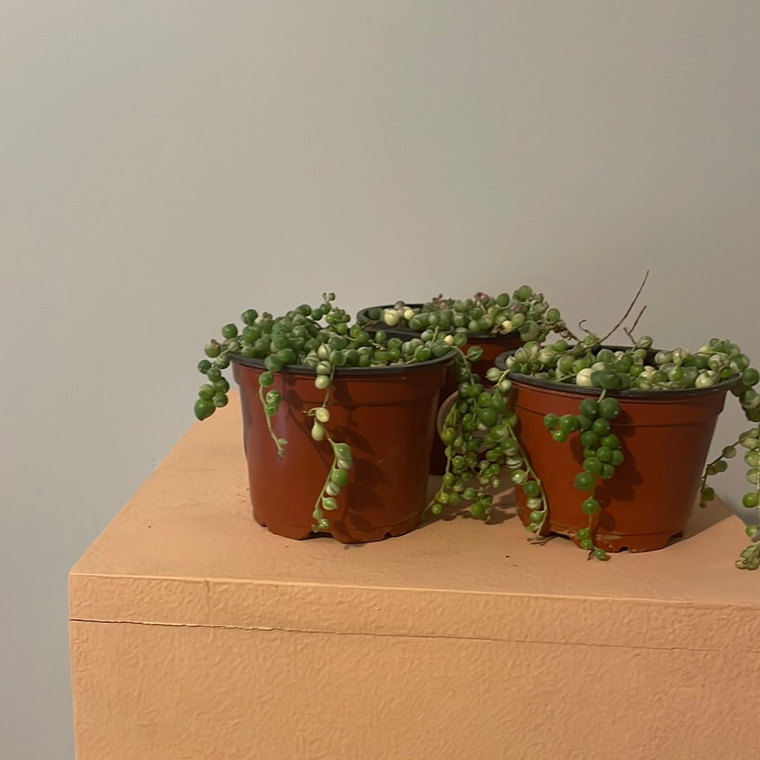 Variegated String of Pearls