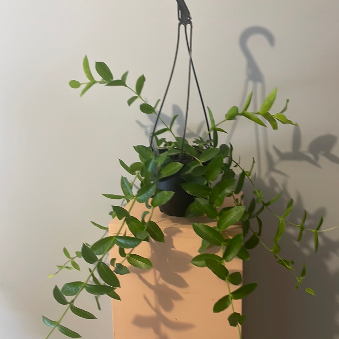 Hoya Densifolia