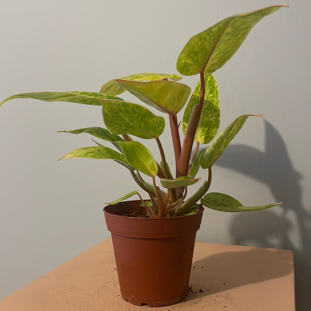 Philodendron Painted Lady