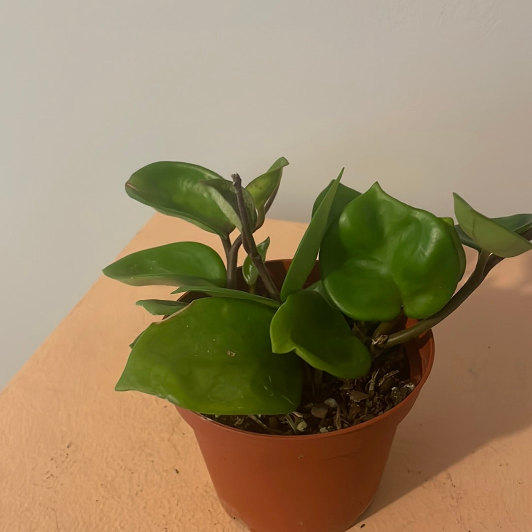 Hoya Chelsea
