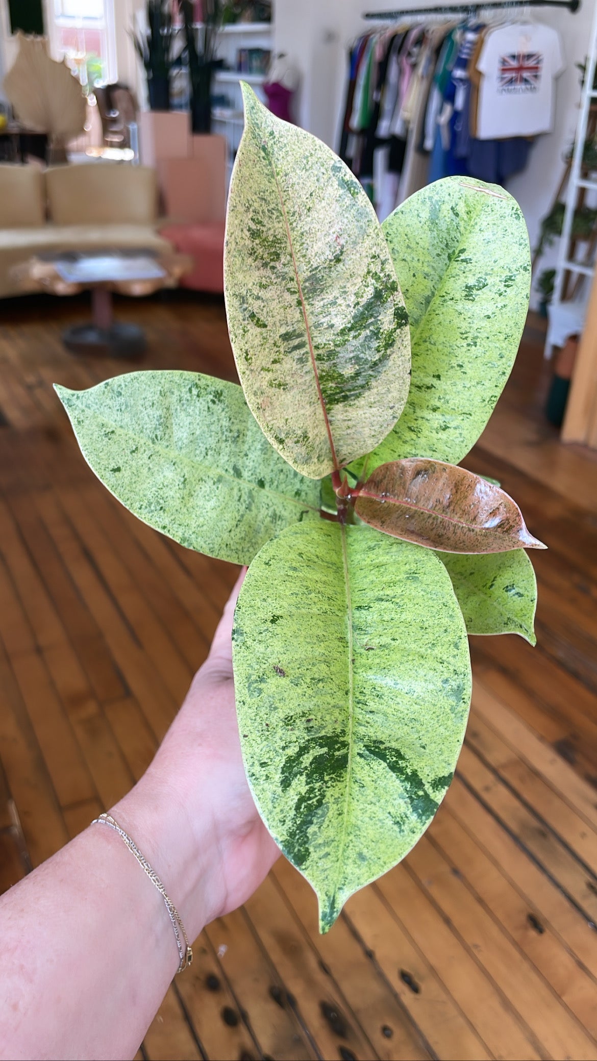 Ficus Shiveriana