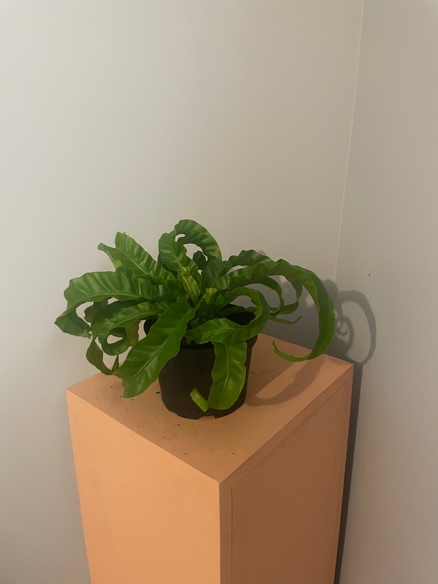 Asplenium Hurricane