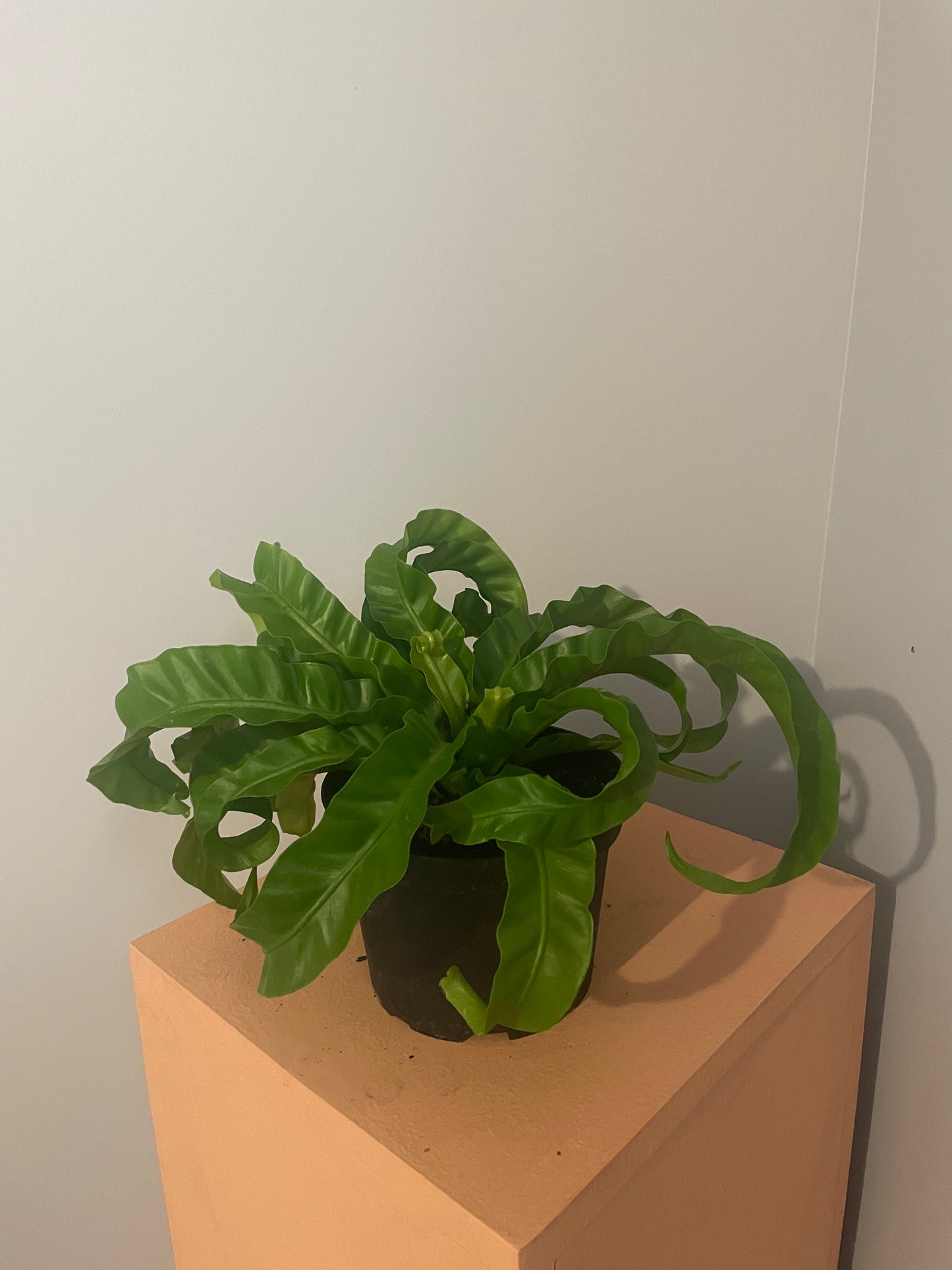 Asplenium Hurricane
