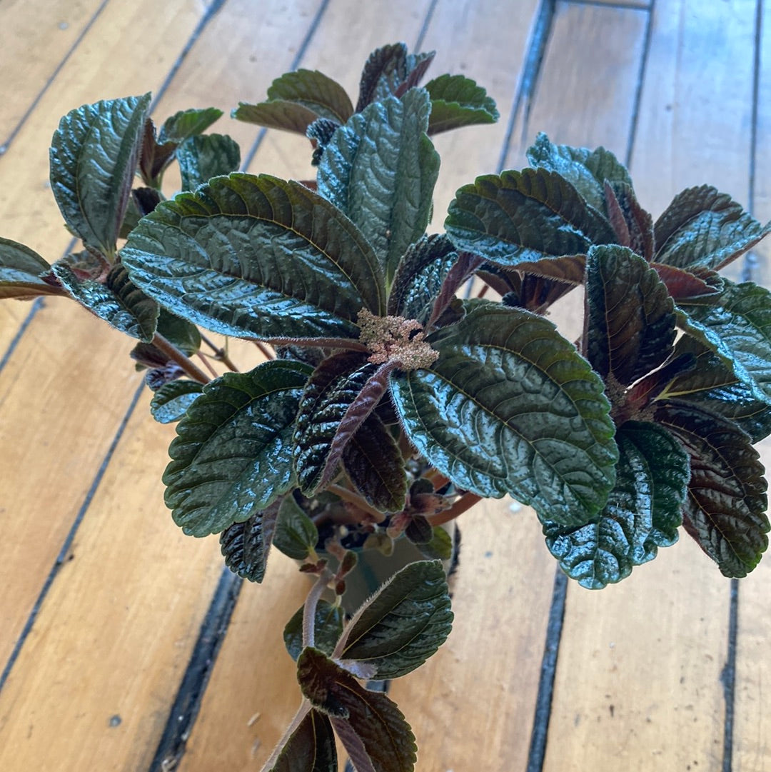 Pilea Chocolate