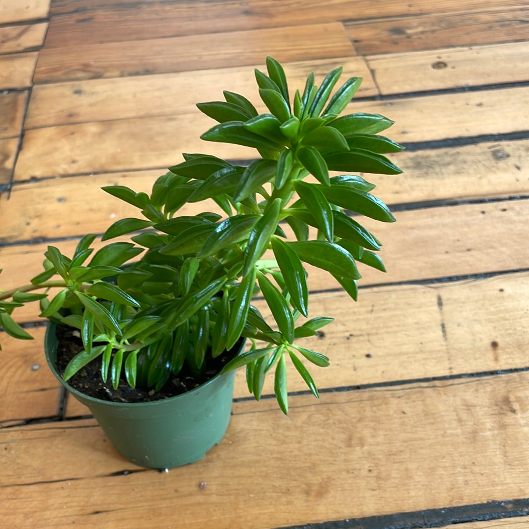 Peperomia Taco Plant