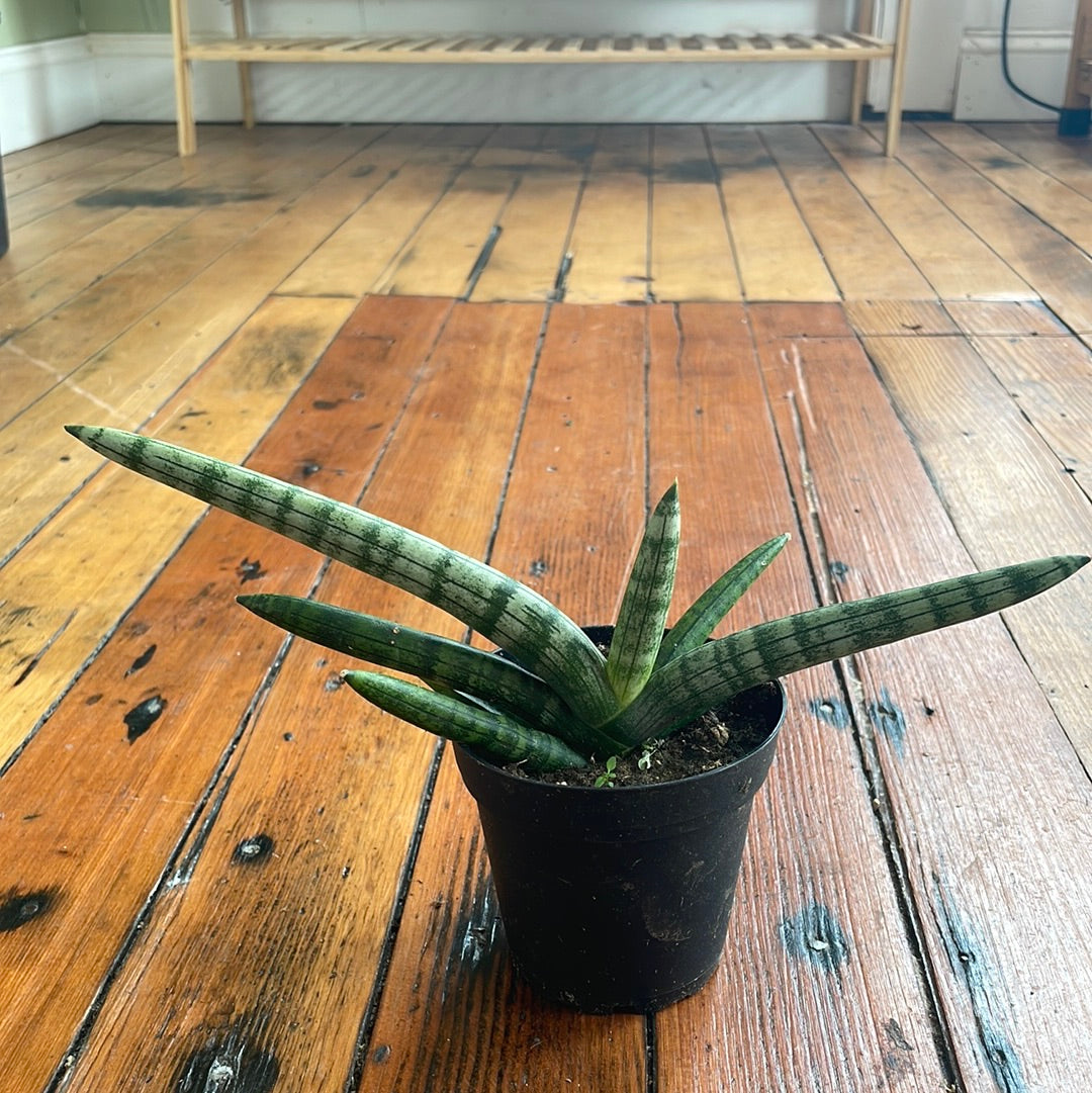 Sanseveria Starfish