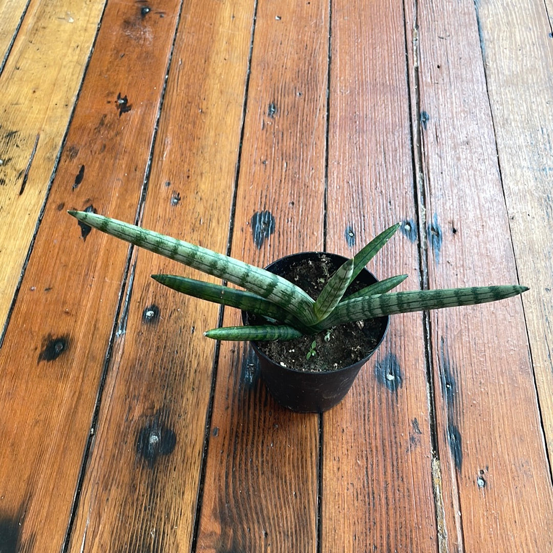 Sanseveria Starfish