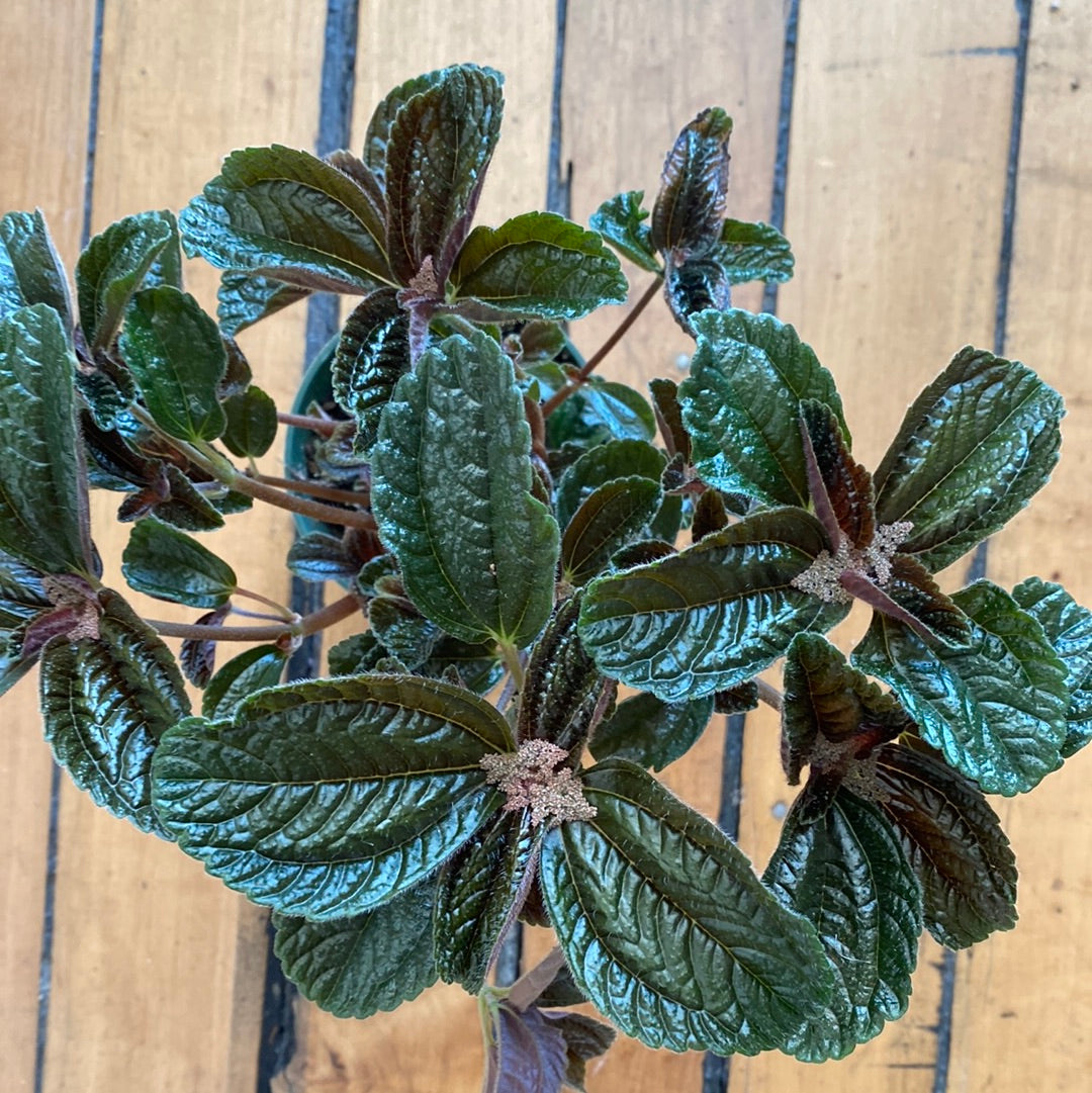 Pilea Chocolate