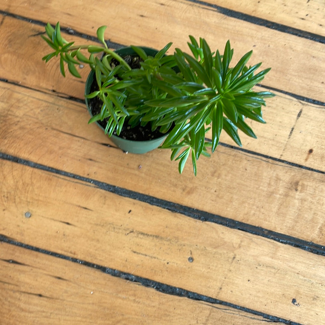 Peperomia Taco Plant