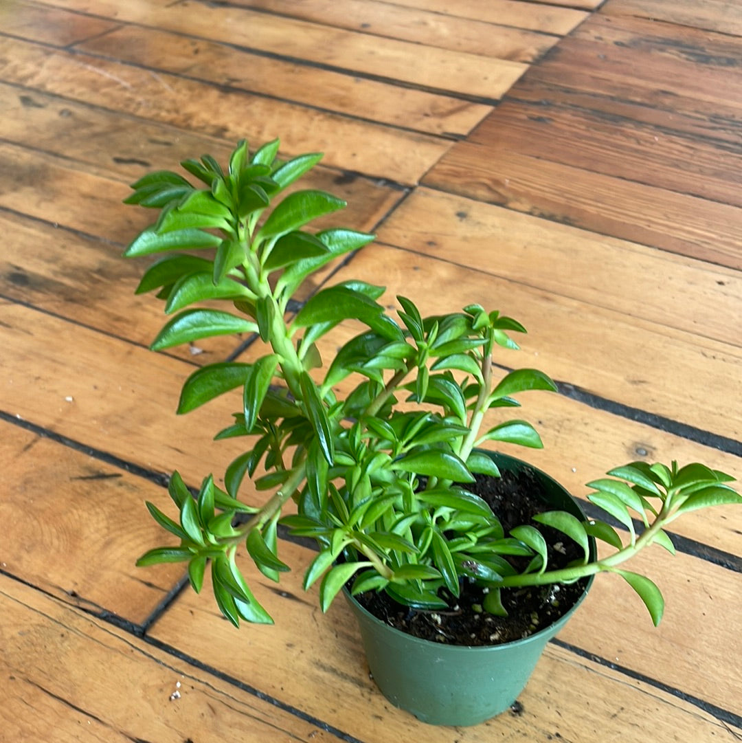Peperomia Taco Plant