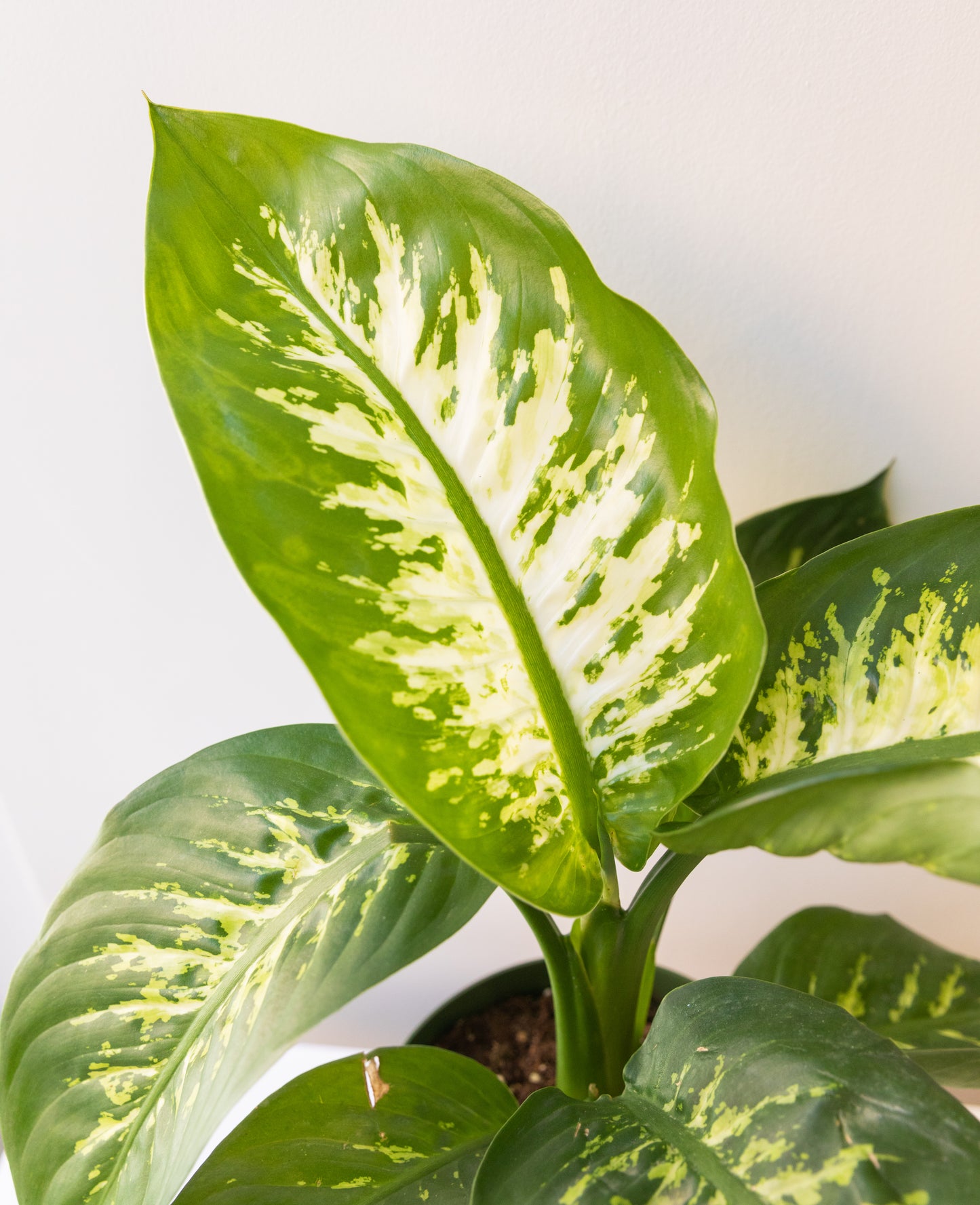 Dieffenbachia Tropic Snow