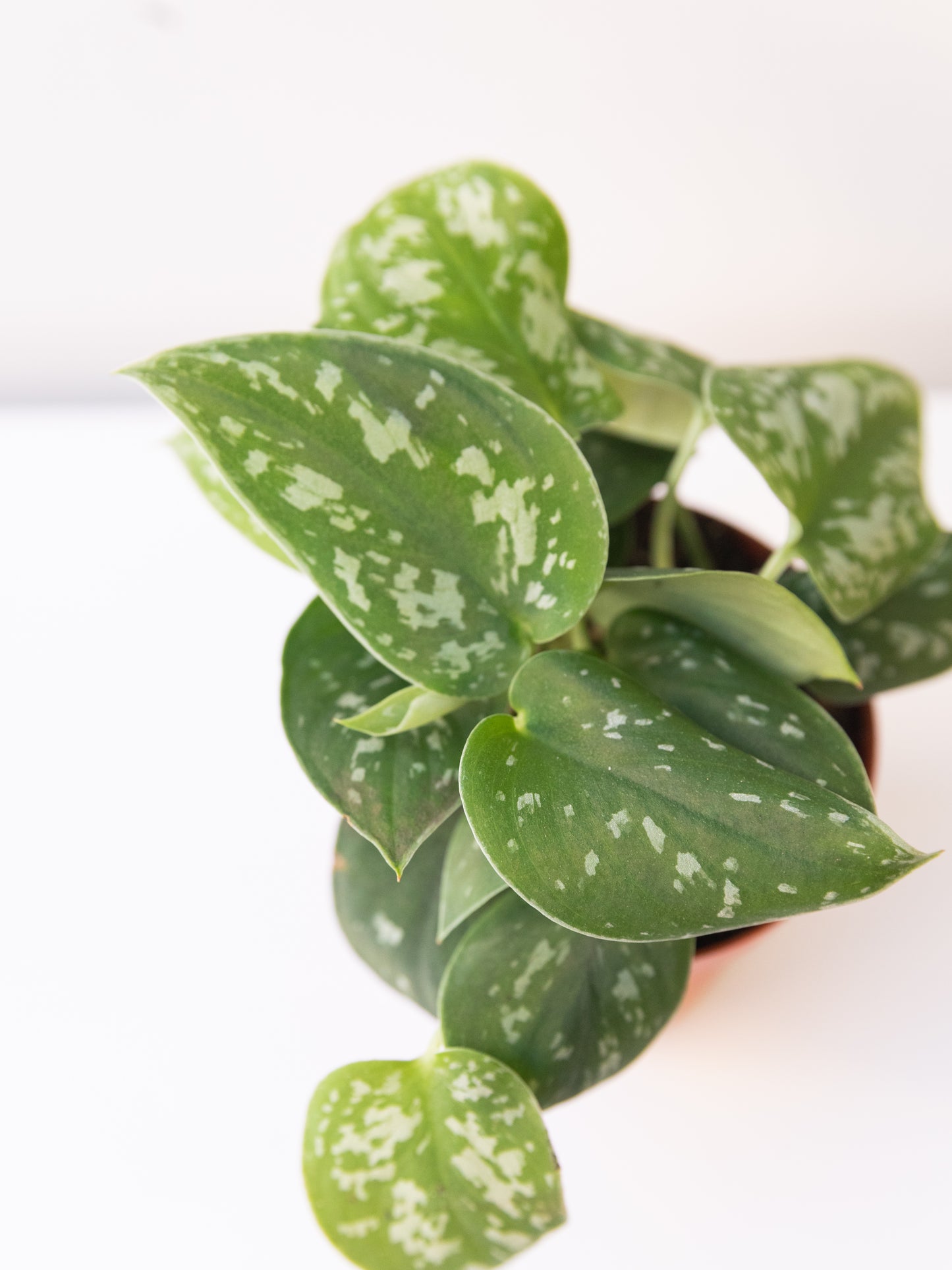 Silver Satin Scindapsus