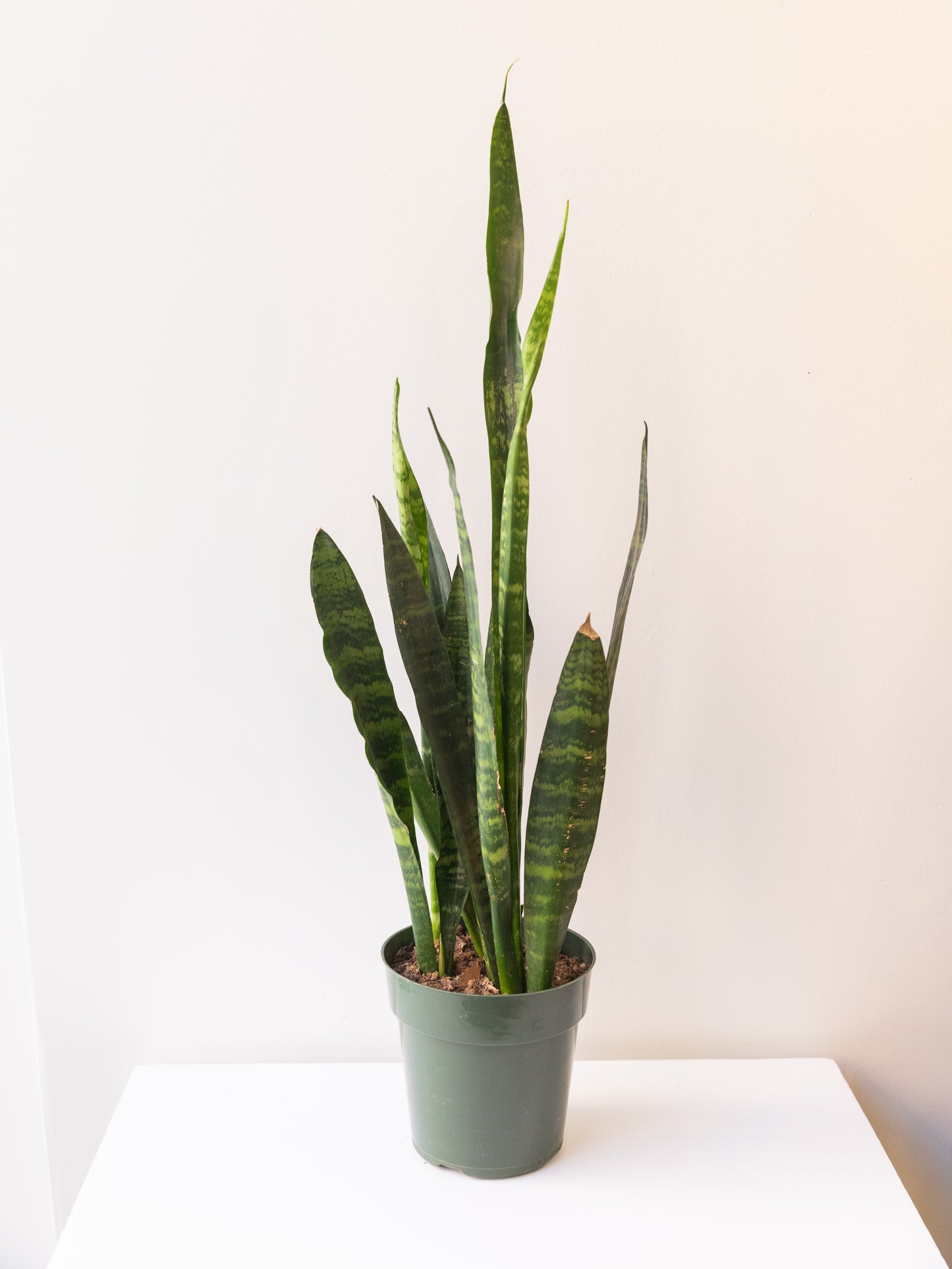 Snake Plant