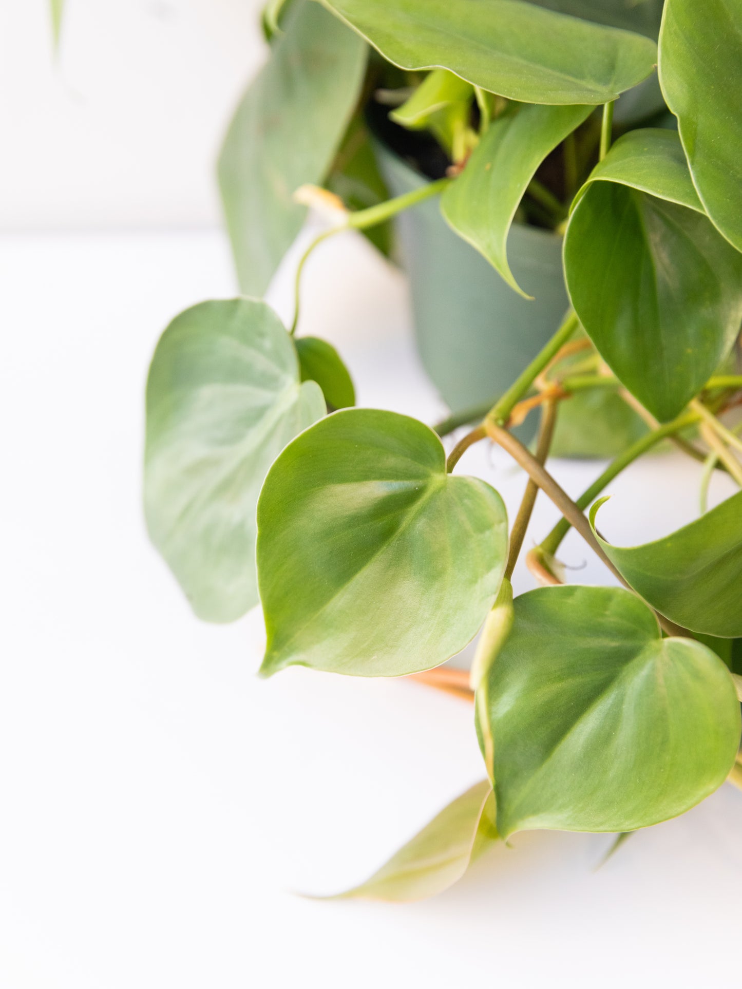 Philodendron Cordatum