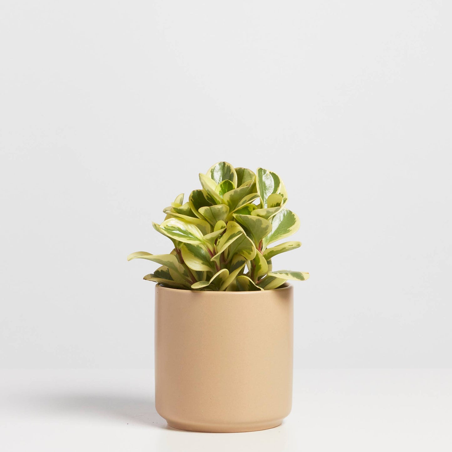 Classic Ceramic Planter - (White, Black, Peach, Gold, Tan)