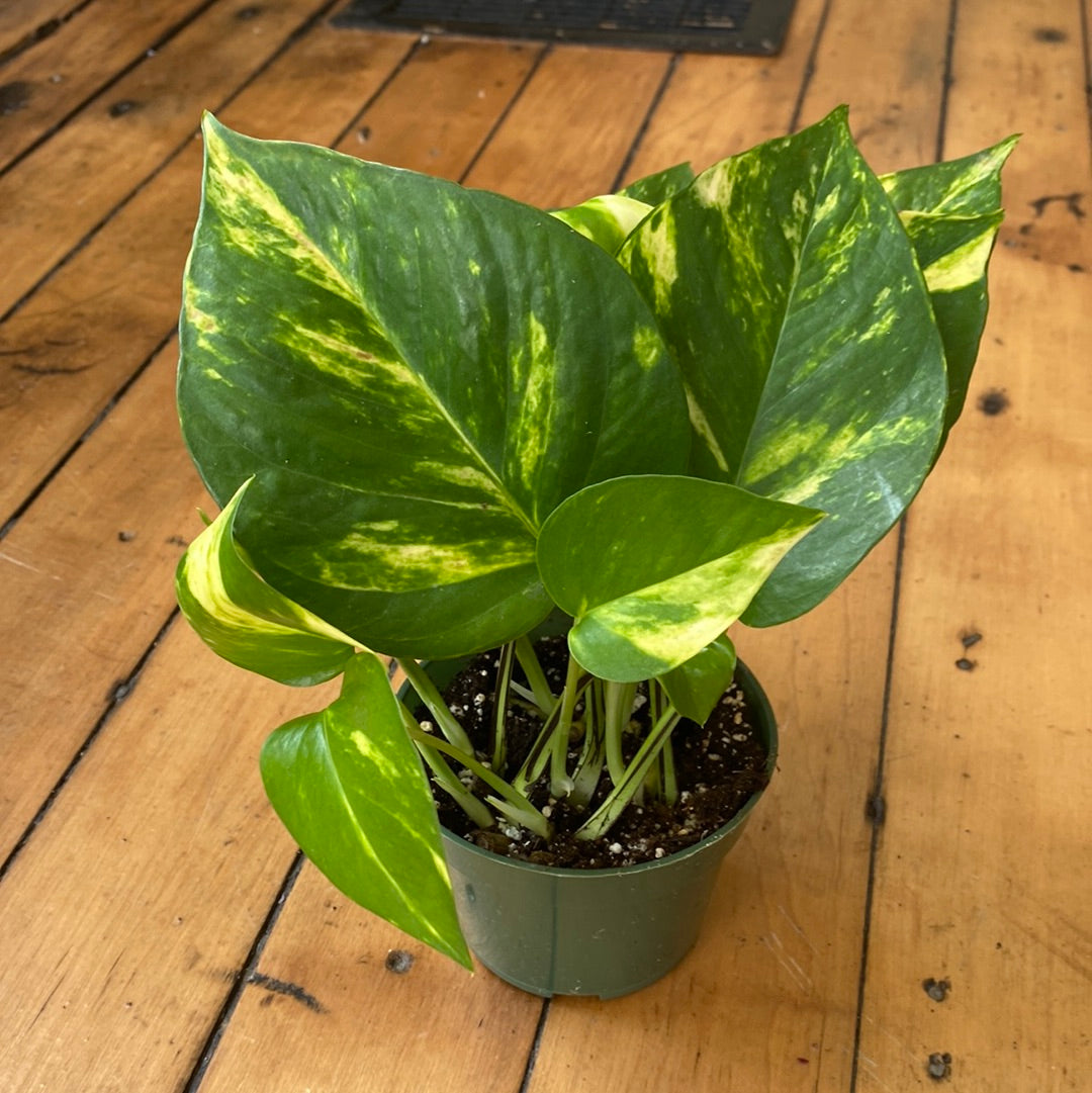 Golden Pothos
