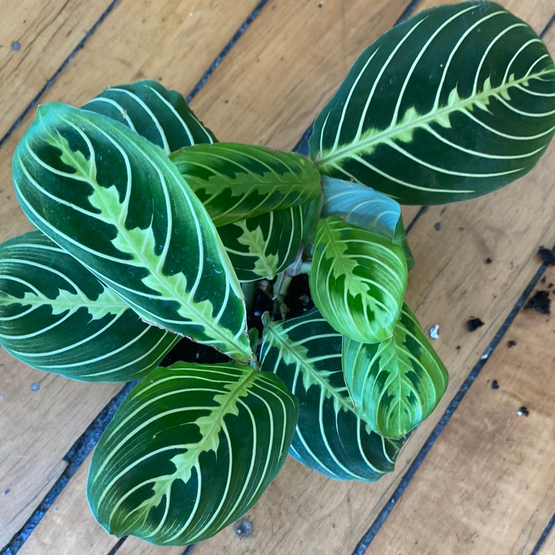 Lemon Lime Maranta