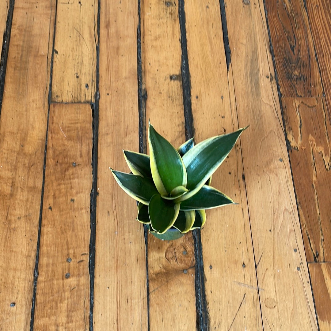 Starpower Snake Plant