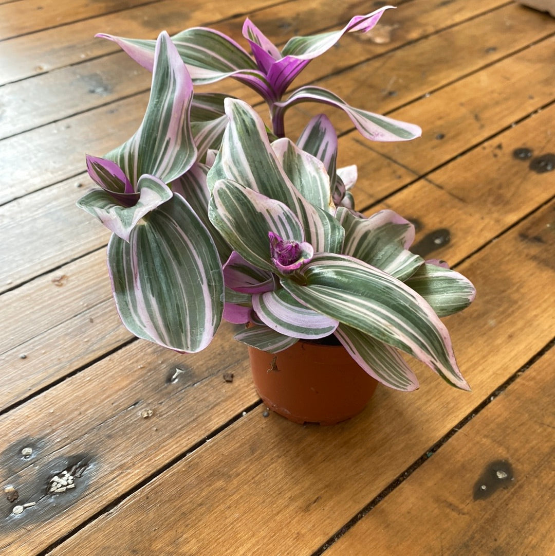 Tradescantia Nanouk