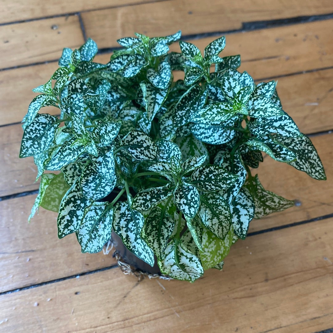 Polka Dot Plant