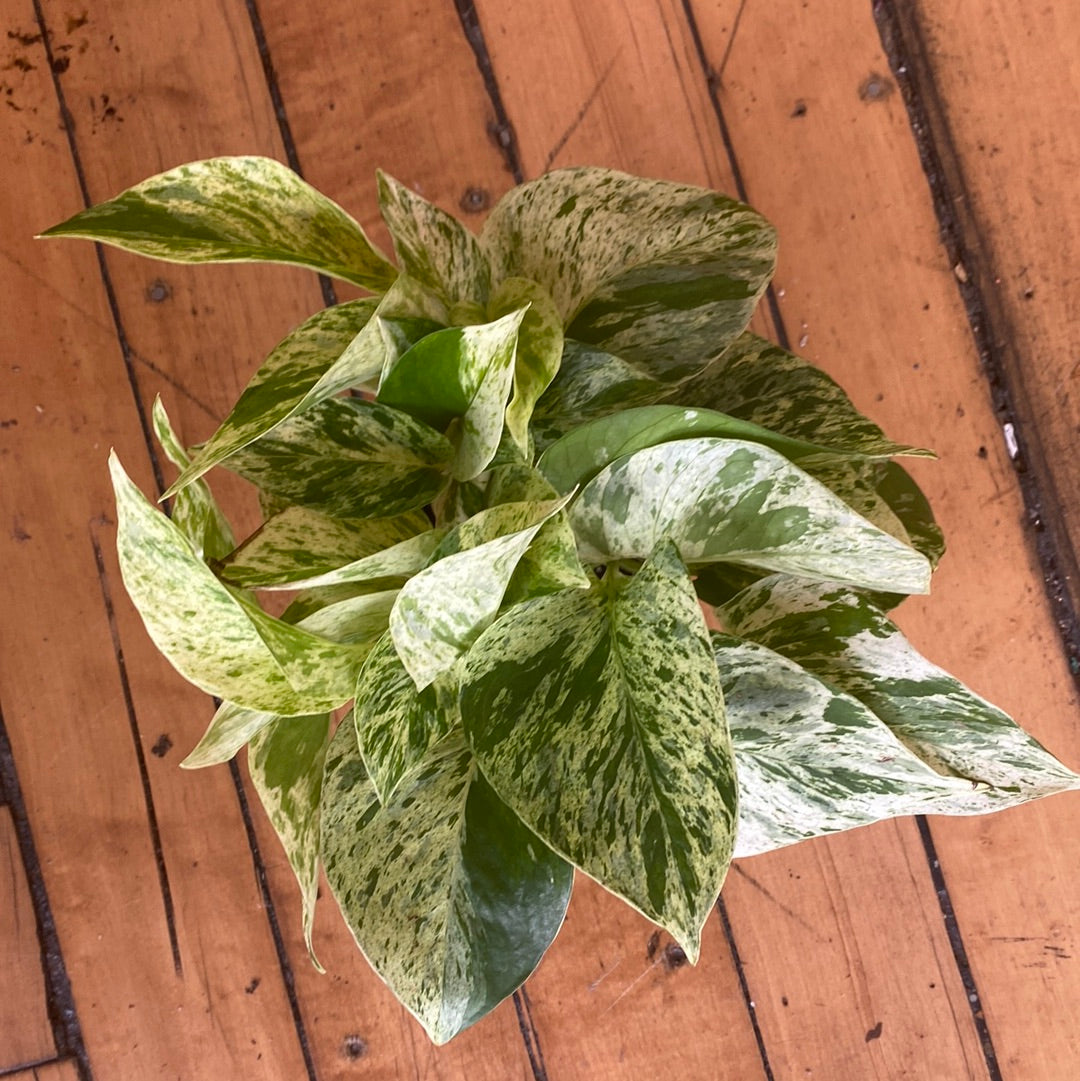 Marble Queen Pothos