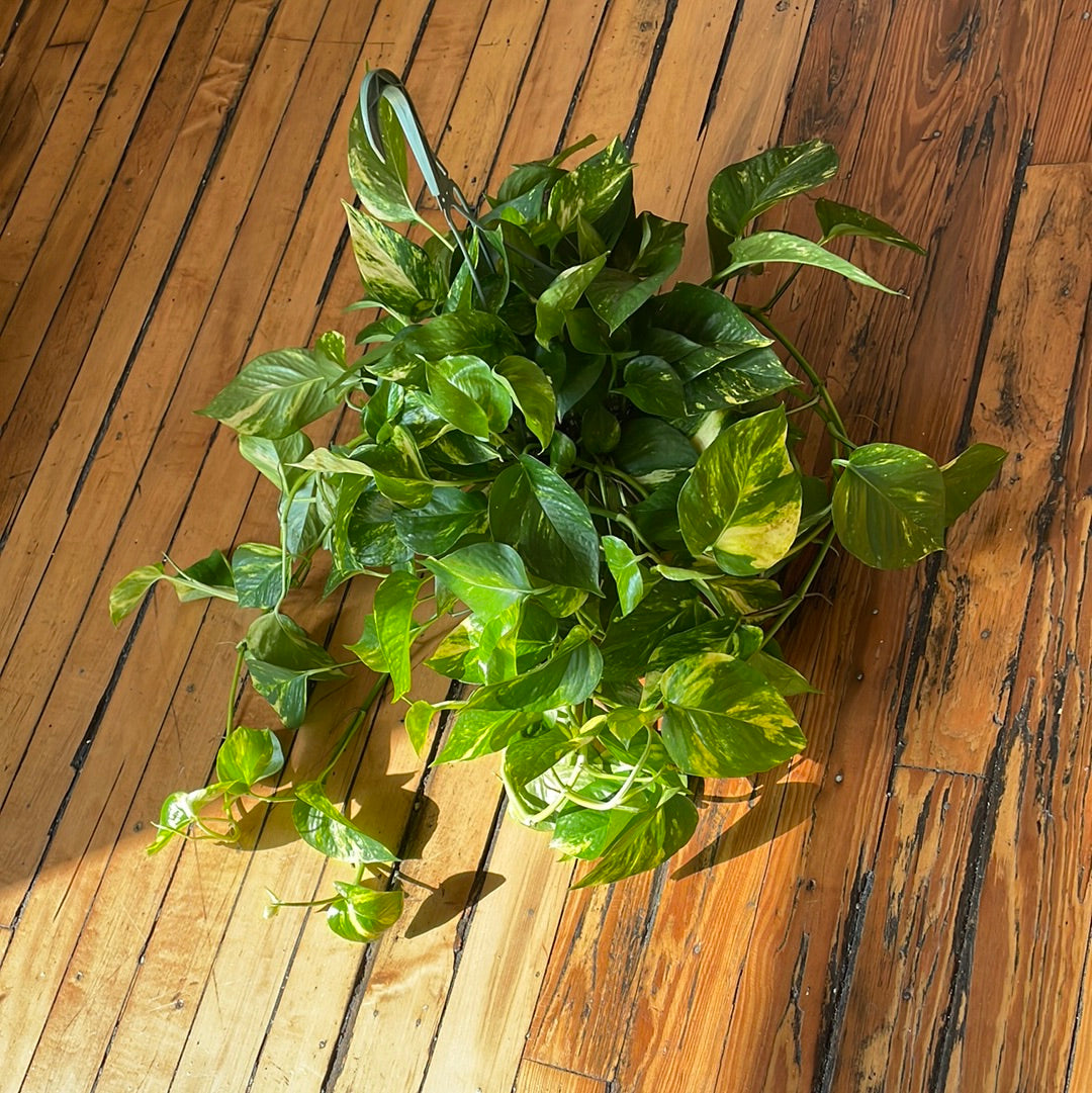 Golden Pothos Hanging Basket