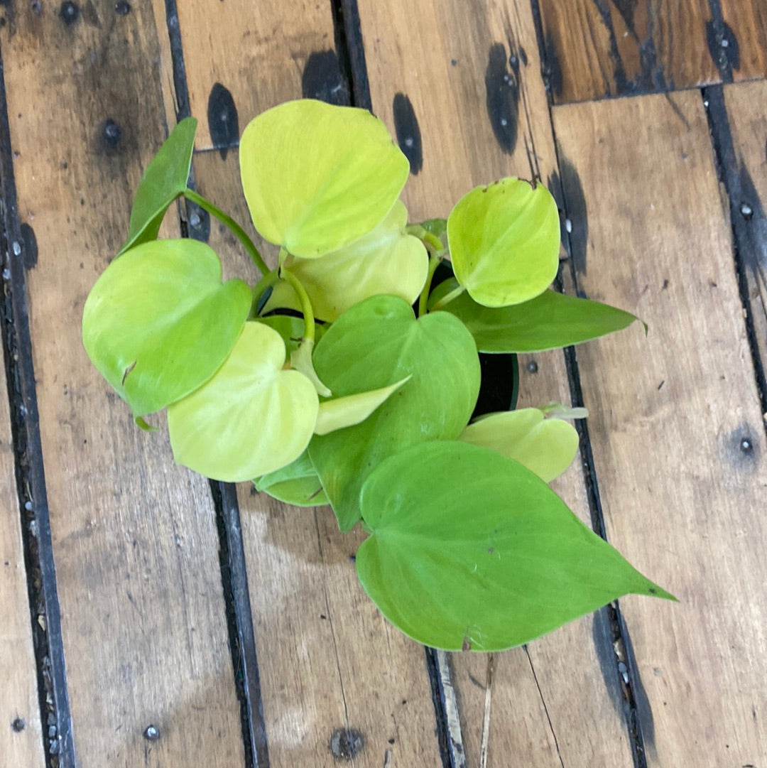 Philodendron Lemon lime