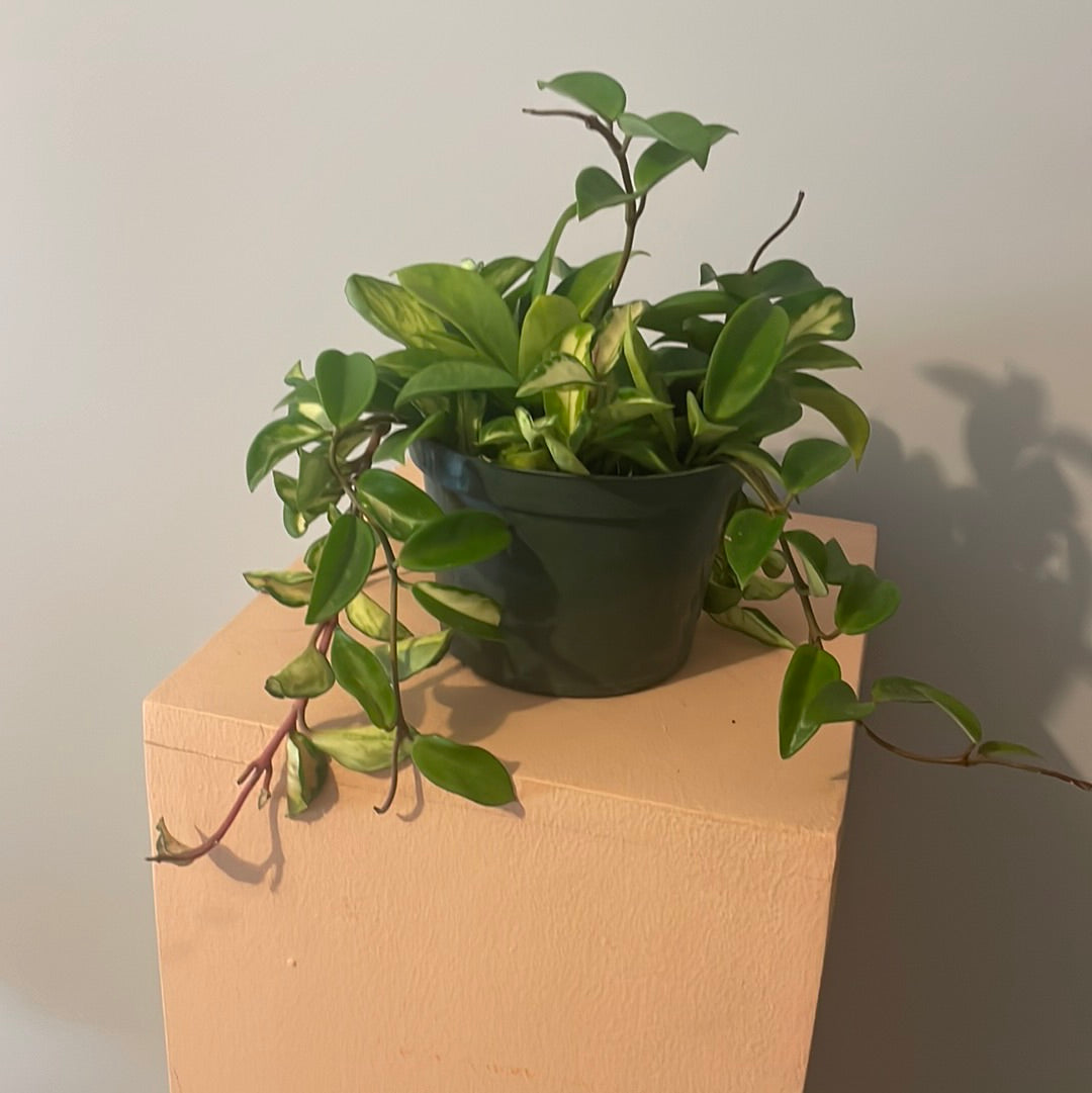 Hoya Tri-color