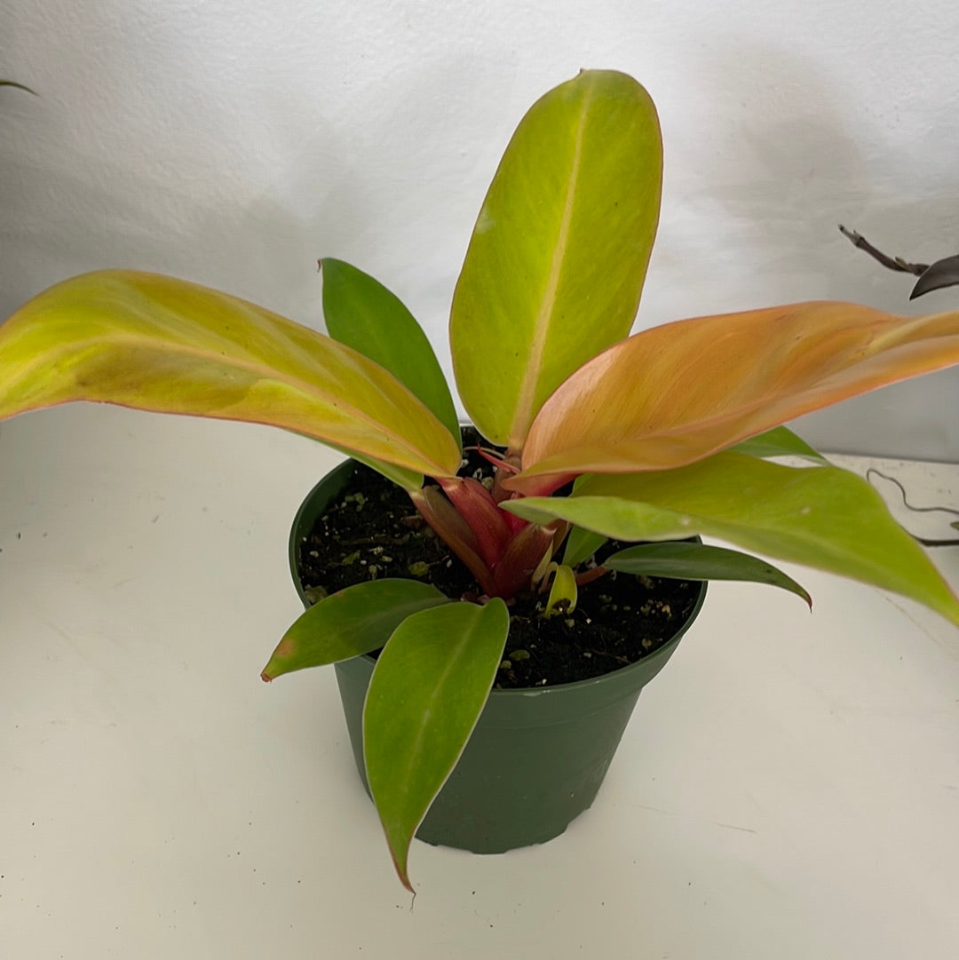 Prince of Orange Philodendron