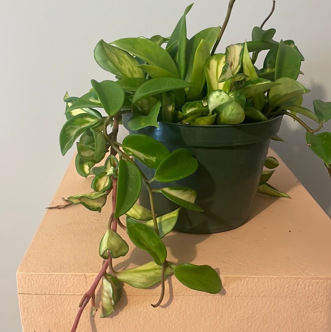 Hoya Tri-color