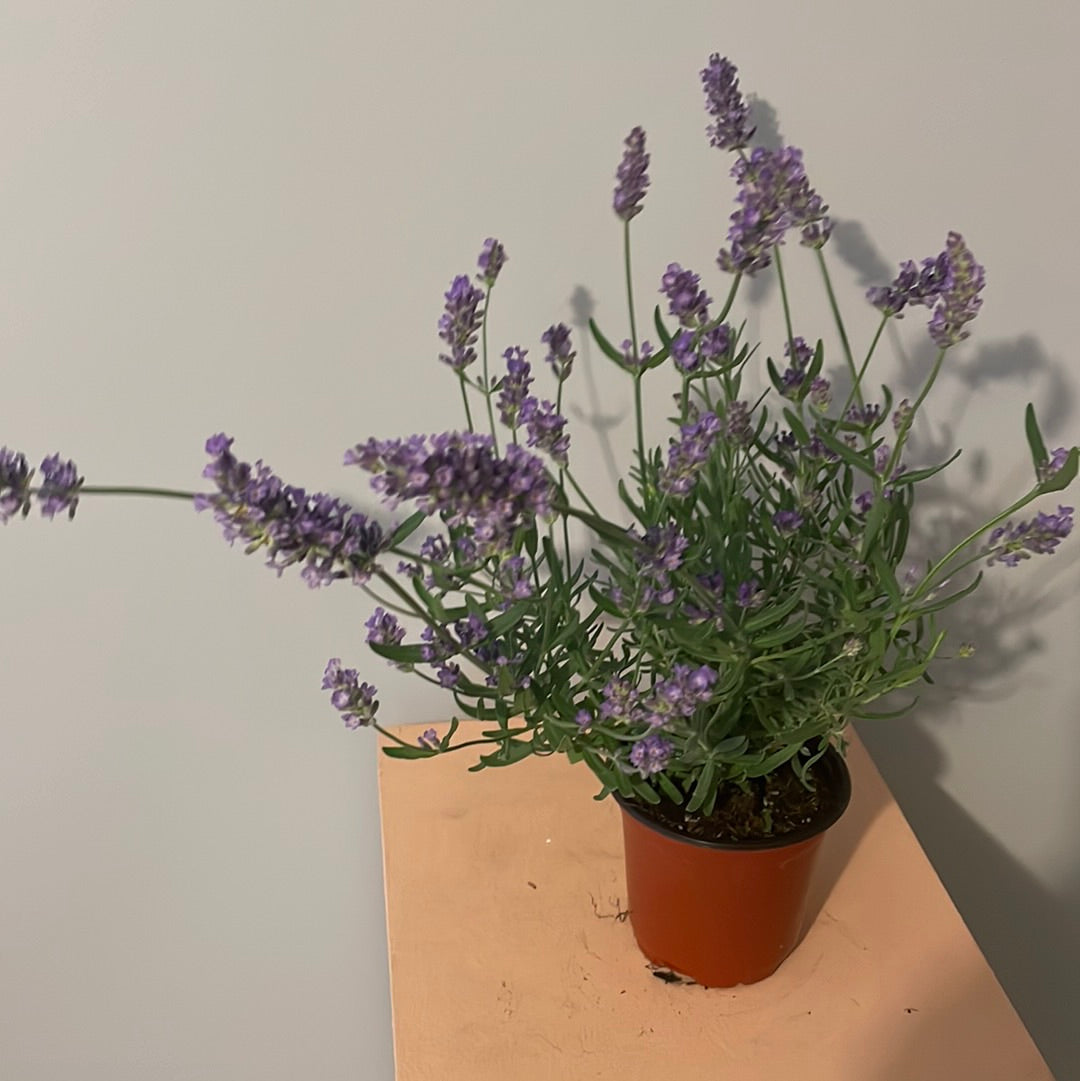 Lavender