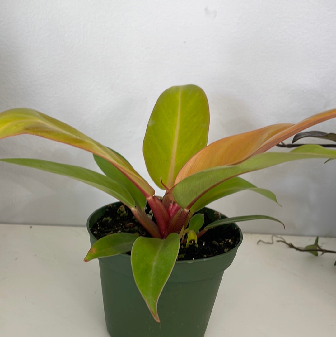 Prince of Orange Philodendron