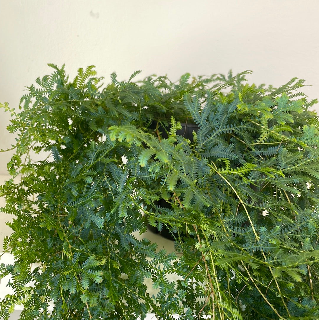 Mermaid Fern
