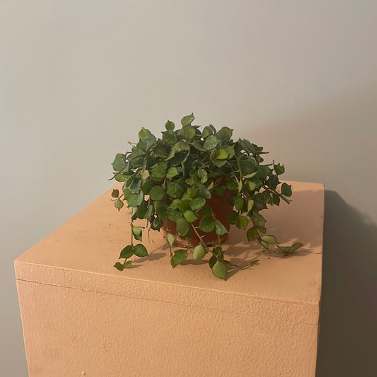 Hoya Curtisii